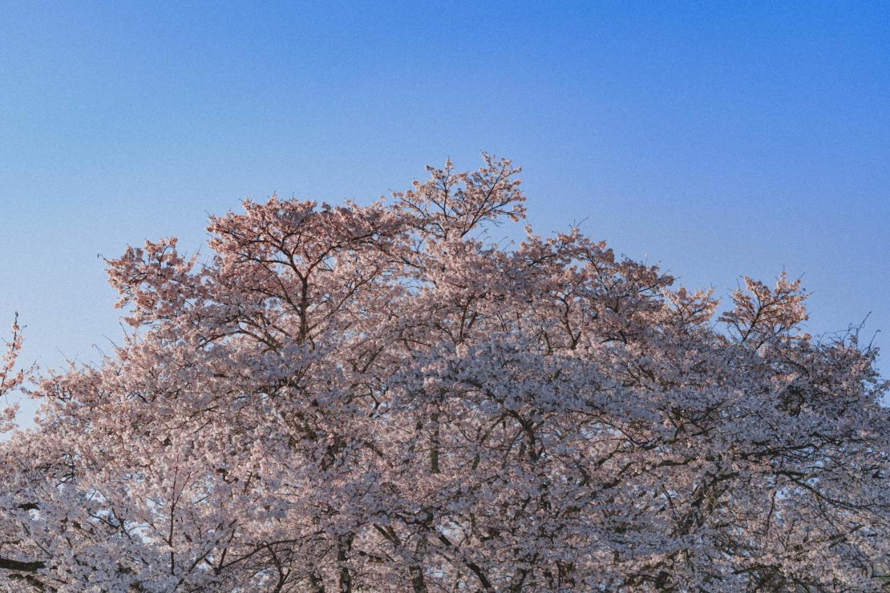 Kominkayado Loof Sakanoie Fuefuki Exteriér fotografie